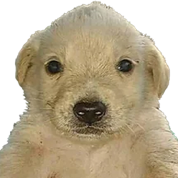 PERRO DINERO